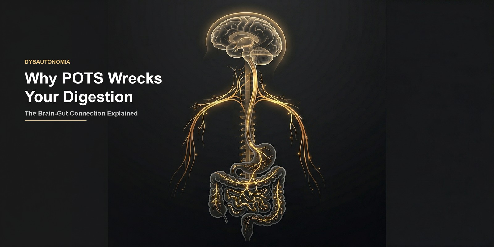 Brain-gut axis: neural pathways from brain through vagus nerve to digestive system